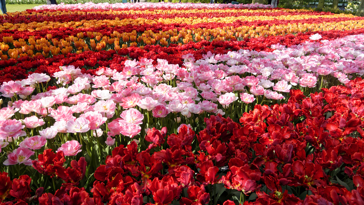 20140423 112036 Keukenhof Gardens, Lisse, South Holland, Netherlands